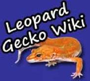 Leopard Gecko Wiki